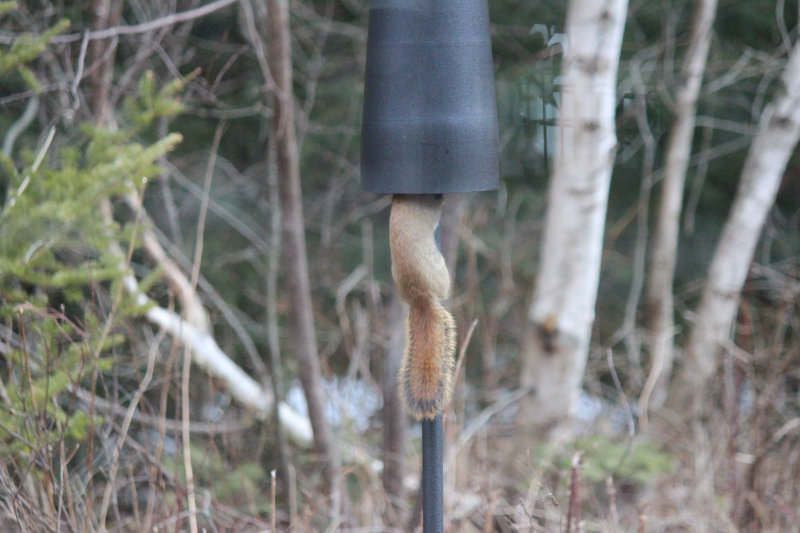 scoping out th esquirrel baffle