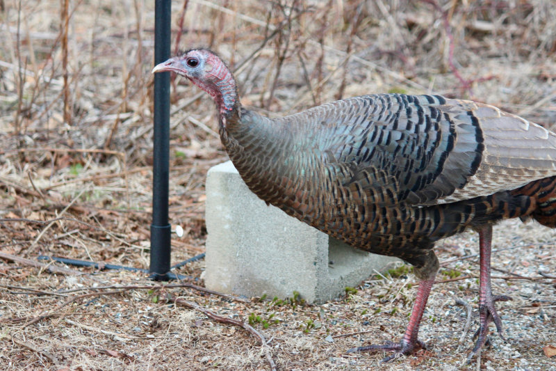 turkey at the bird feeder