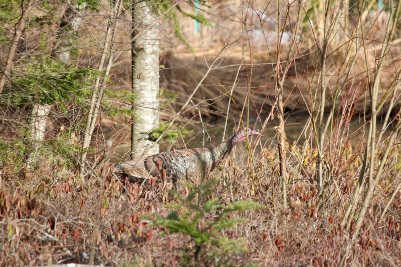 turkey camoflaged 