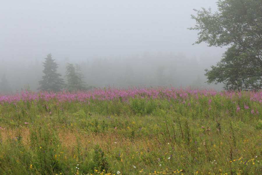 fireweed in the fog