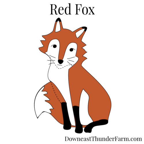 Red Fox Kit | Downeast Thunder Farm