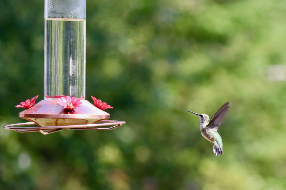 Late Summer Hummers | Downeast Thunder Farm