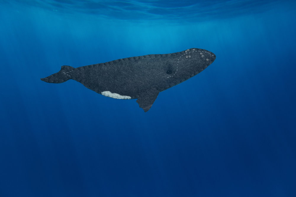 The Leisurely Right Whale