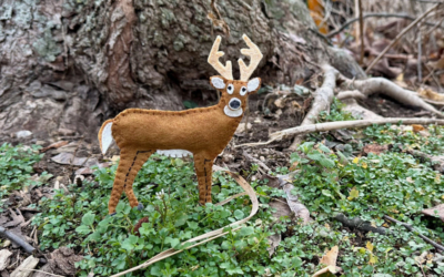The Darling White-tailed Deer