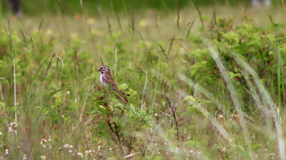 song sparrow at the beach