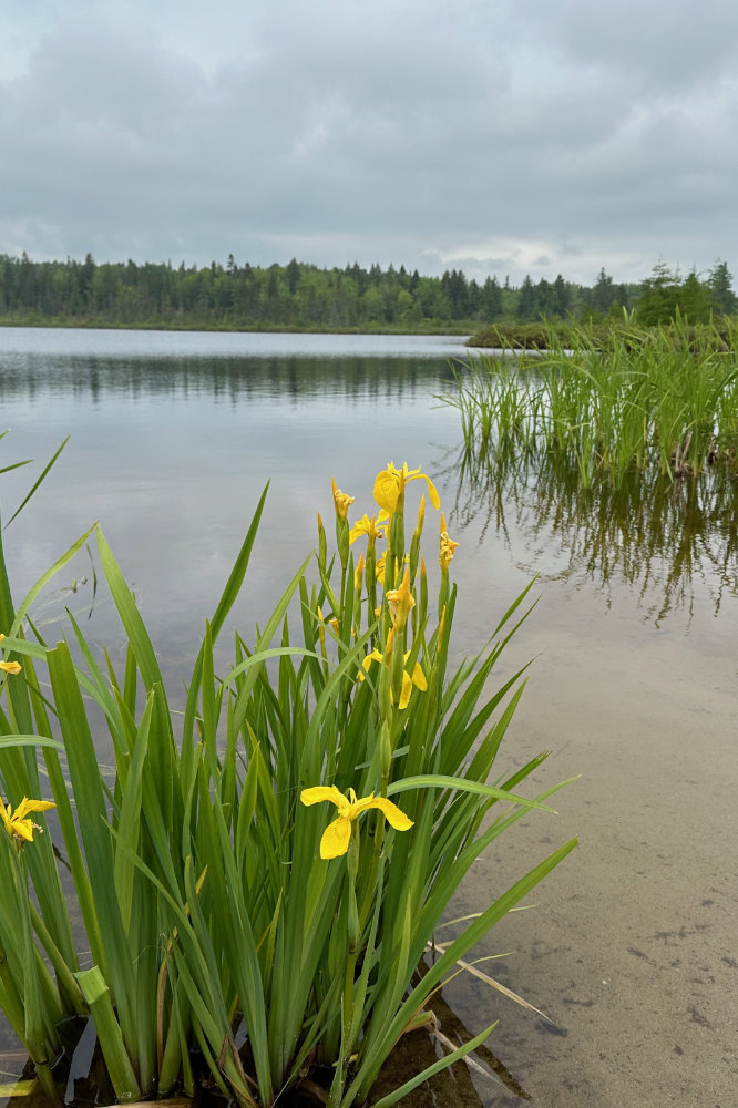 wild yellow iris at the beach