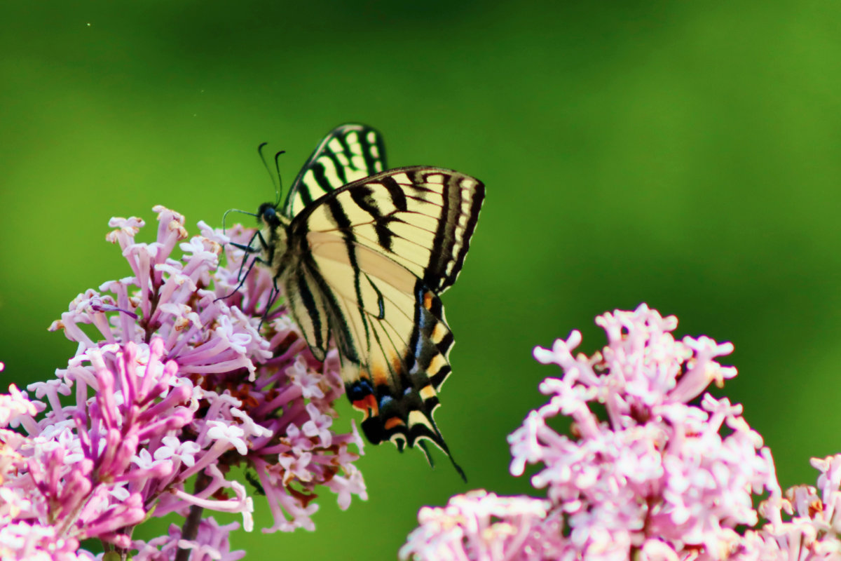 lilac eastern tiger swallowtail
