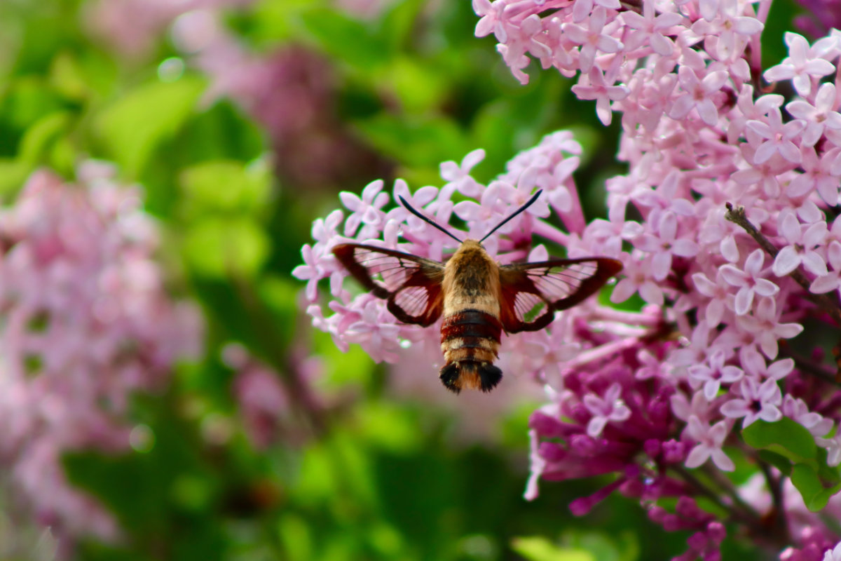 clearwing moth in lilac maine