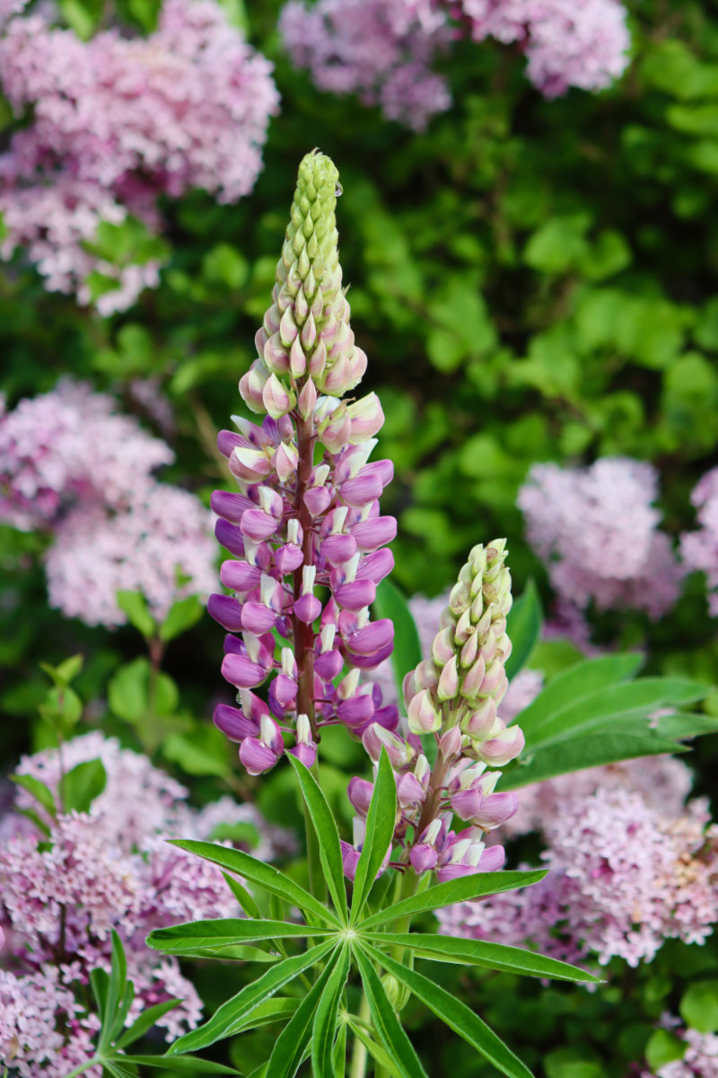purple lilacs and lupines