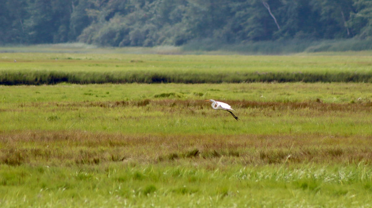 egret flying scarborough marsh