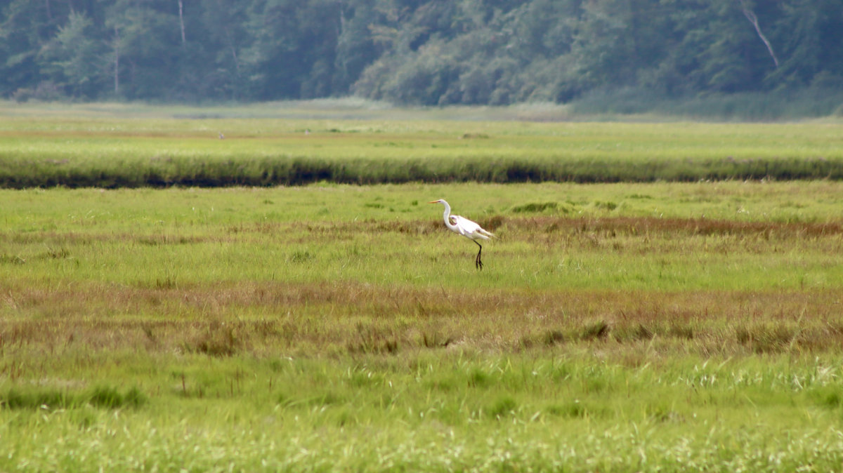 egret scarborough marsh