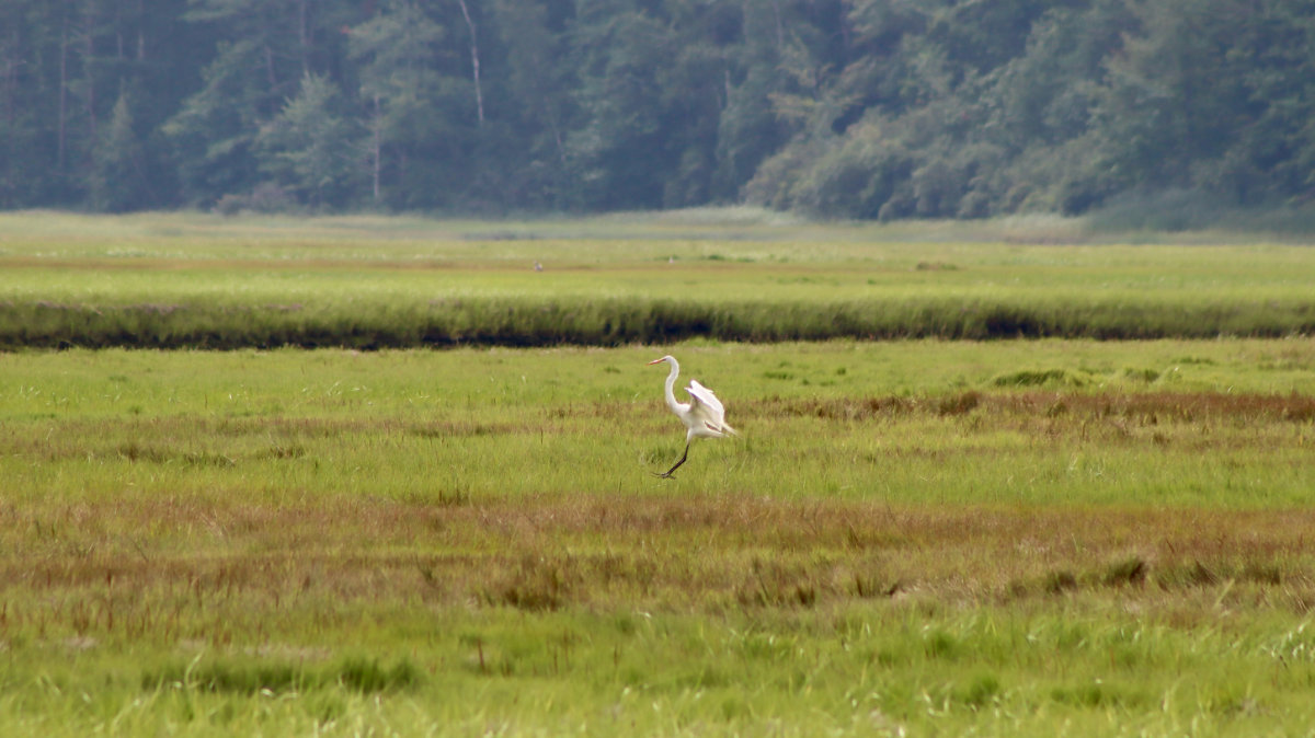 egret marsh maine