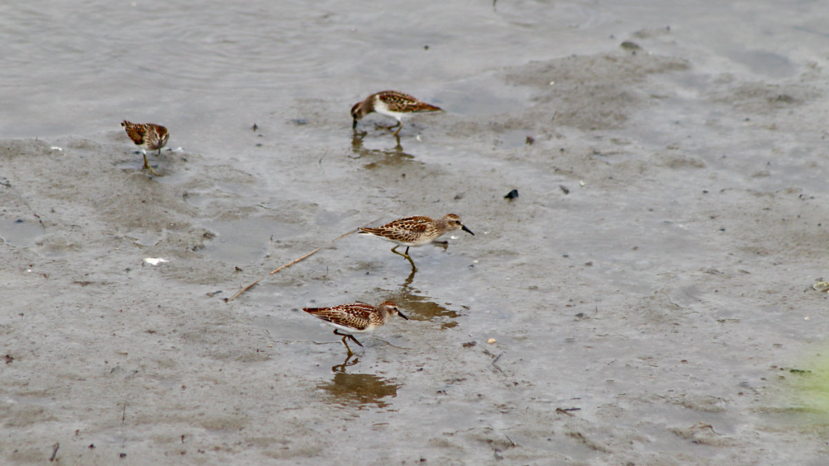 least sandpipers scarborough marsh 