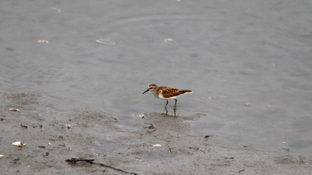 least sandpiper