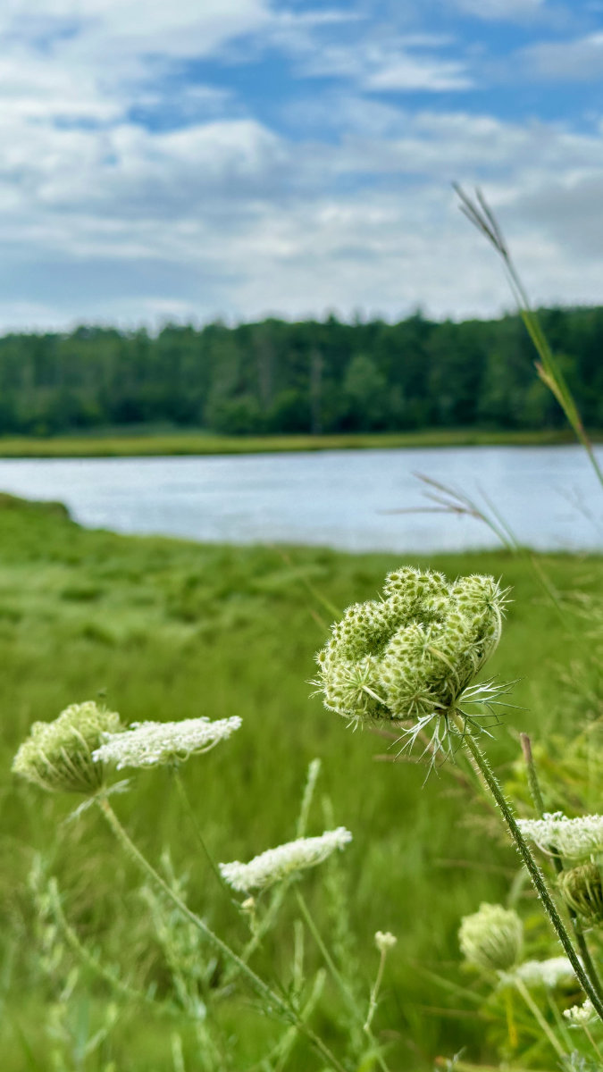 scarborough marsh wild flowers