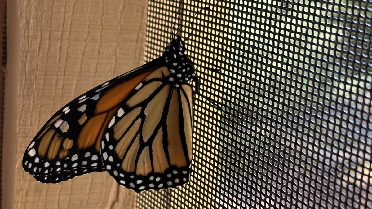 newly hatched monarch