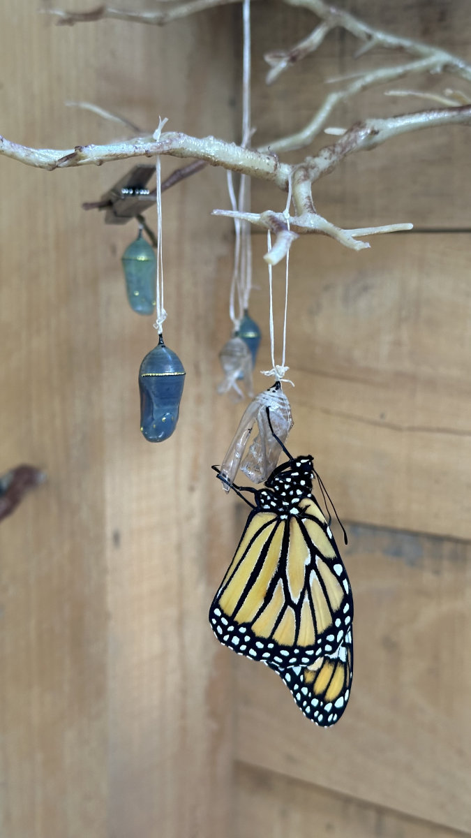 emerging monarch