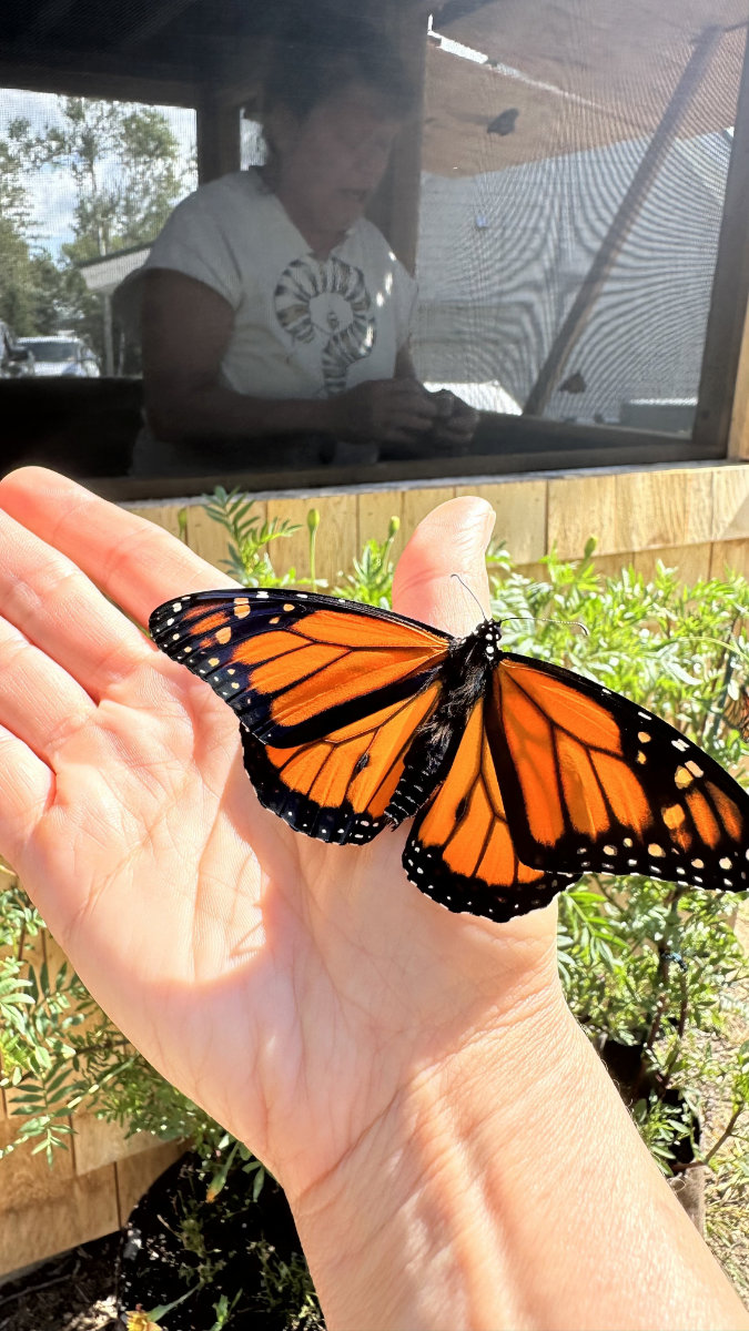 holding a monarch