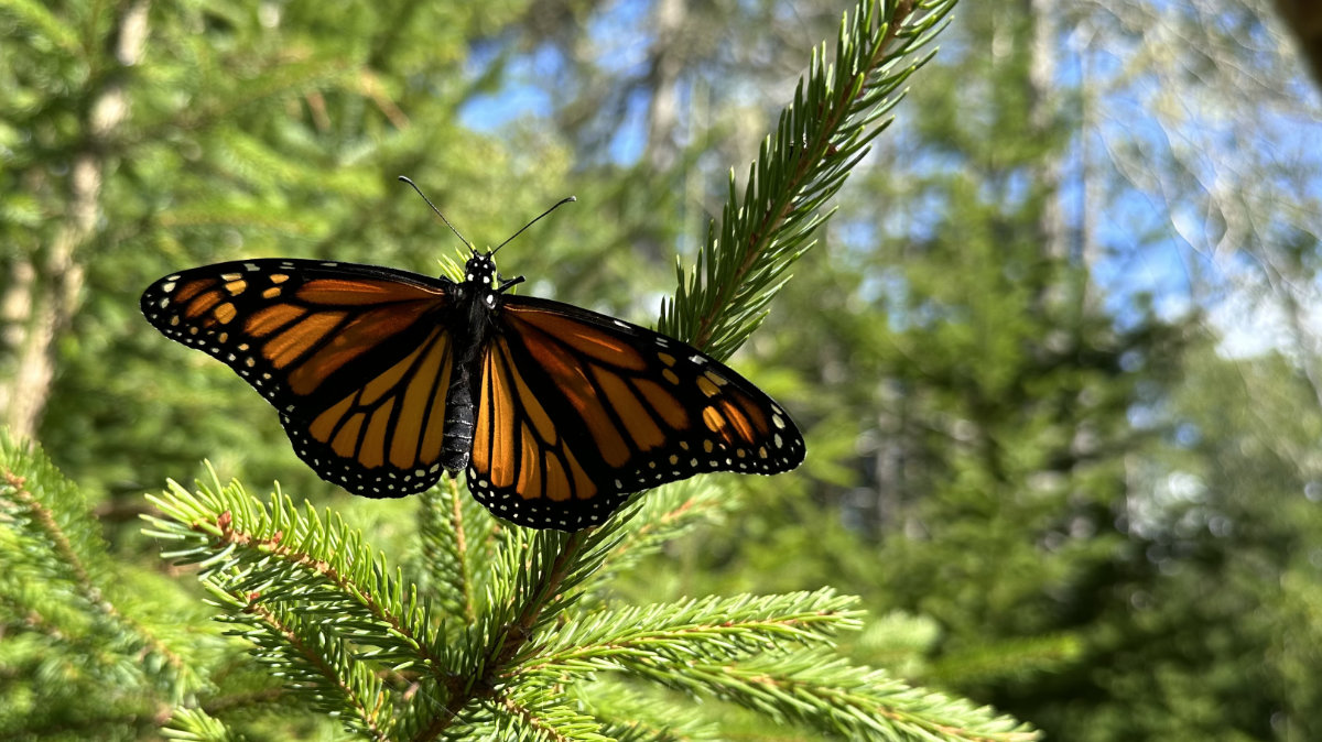 monarch butterfly