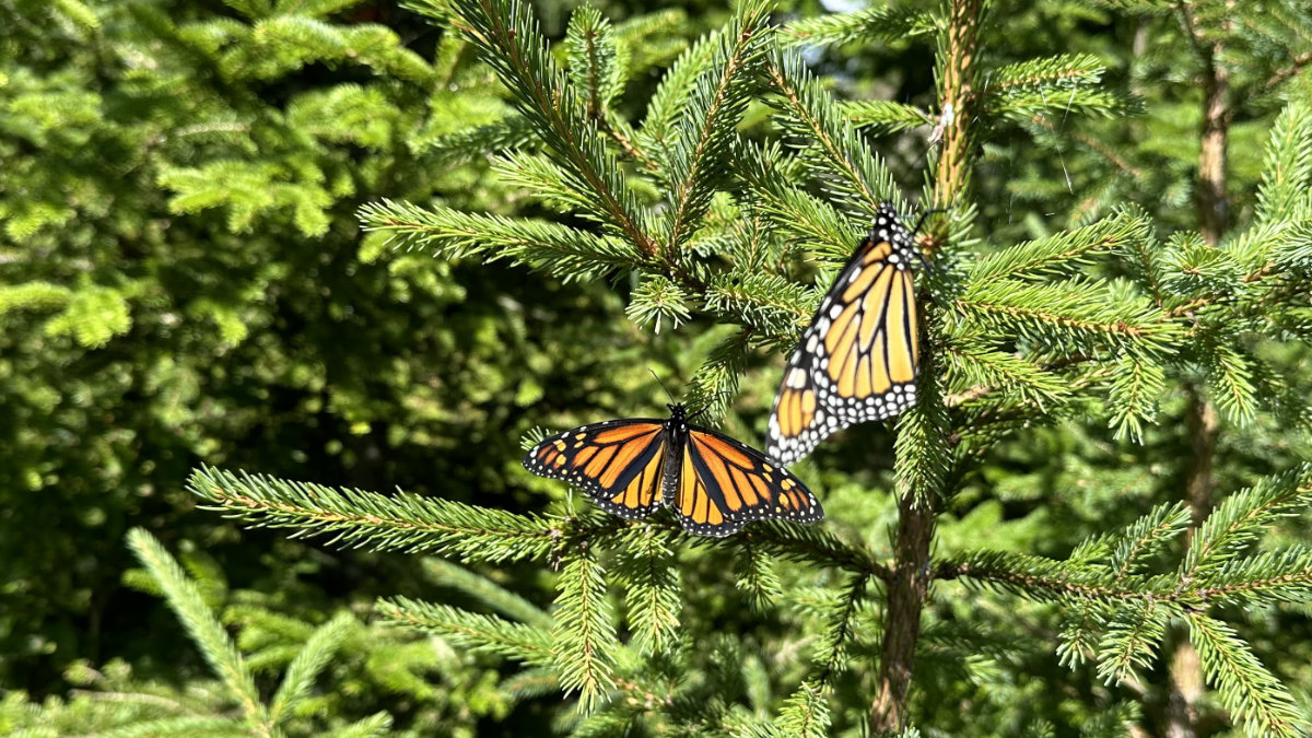 two monarchs in a fir tree