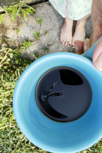 dragonfly in my coffee cup