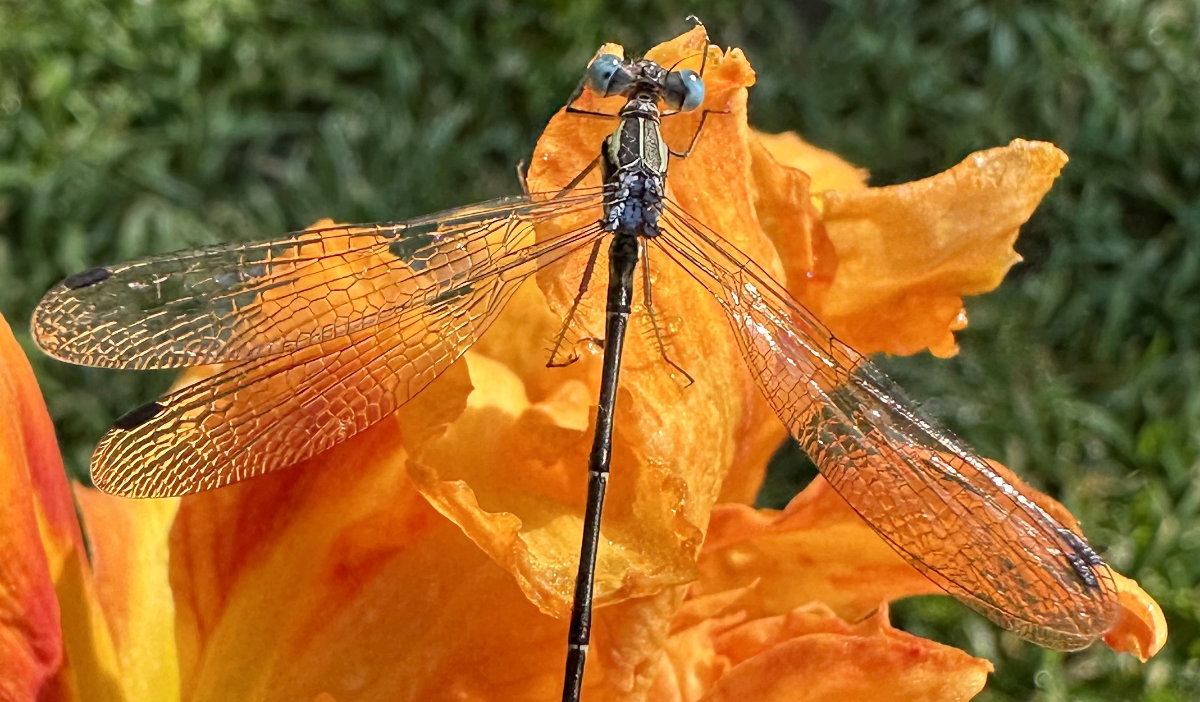 dragonfly stuck wings closeup