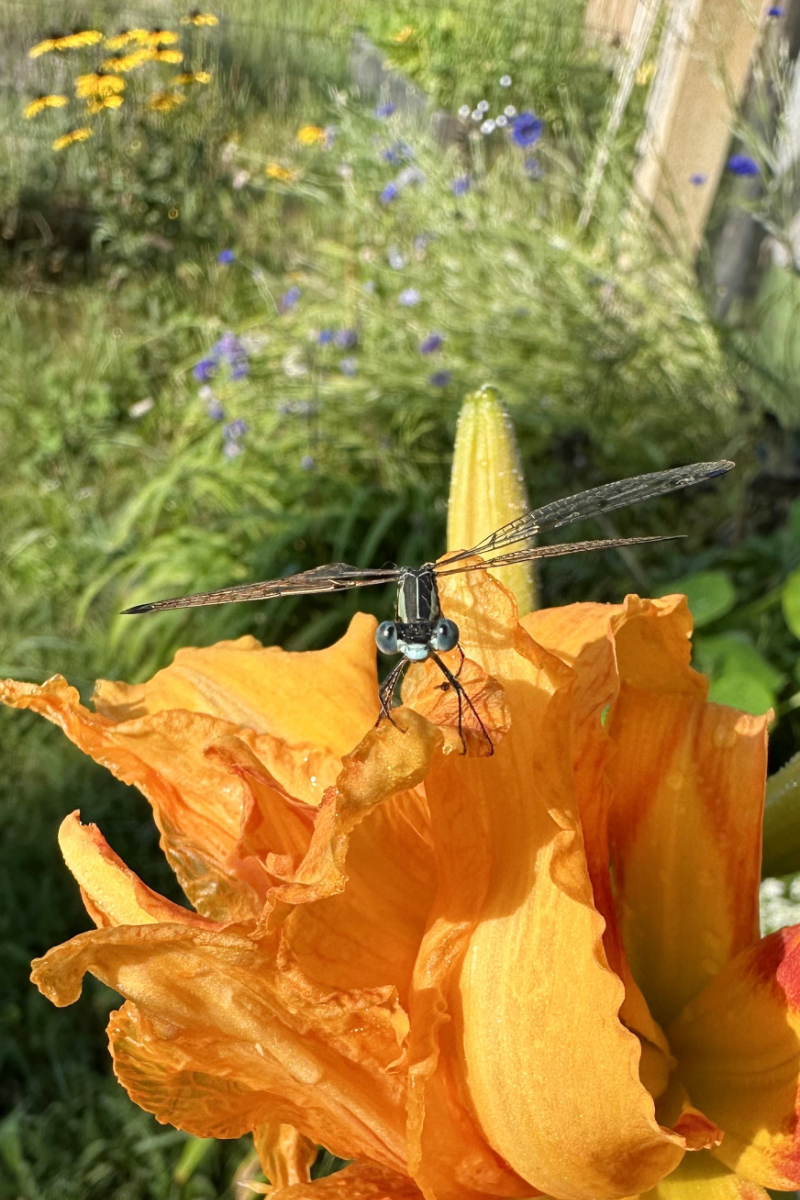 wet dragonfly in maine