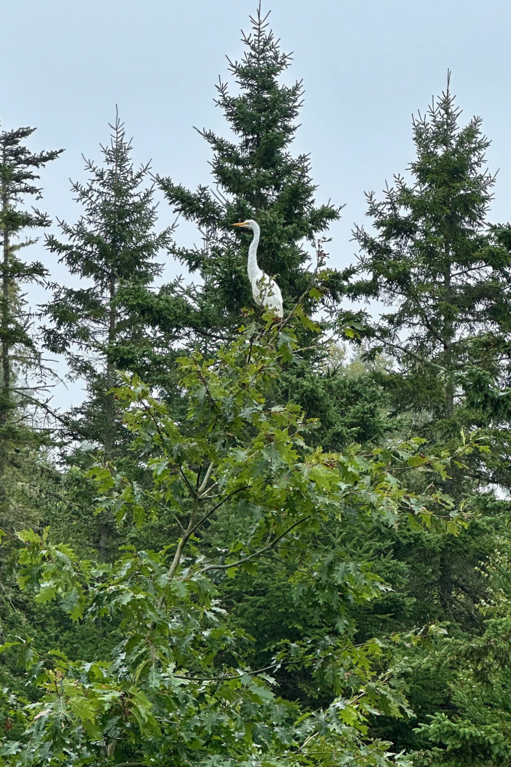 egret by the pond in maine