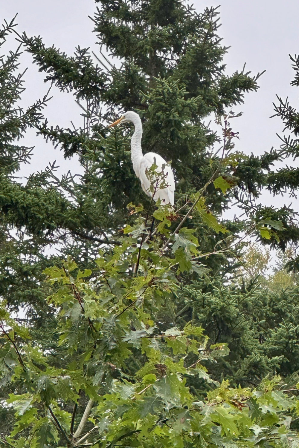 egret in oak tree closeup