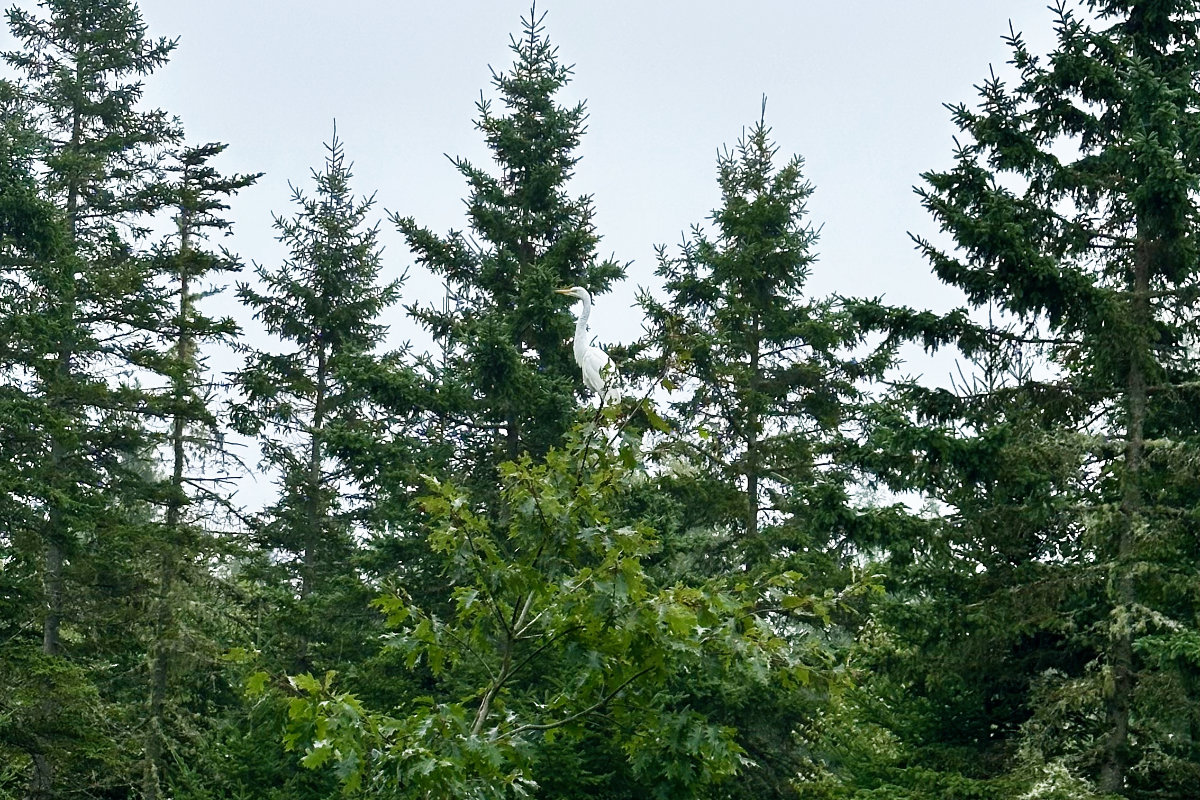 heron in tree