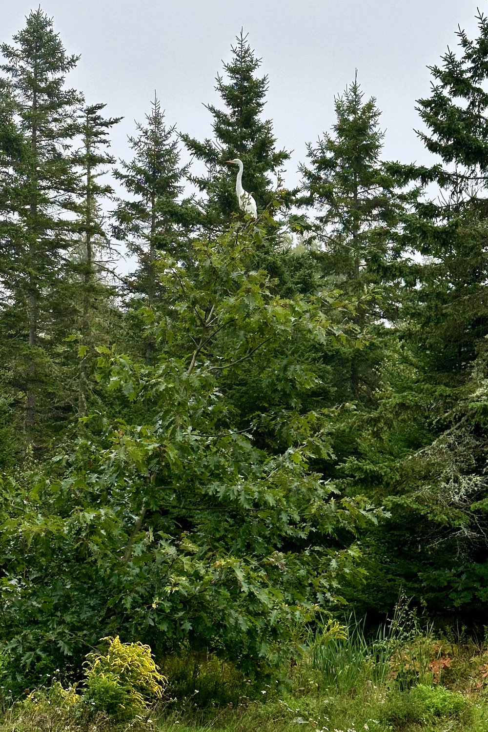 egret in an oak tree