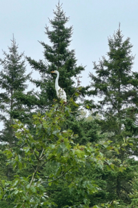 egret in tree