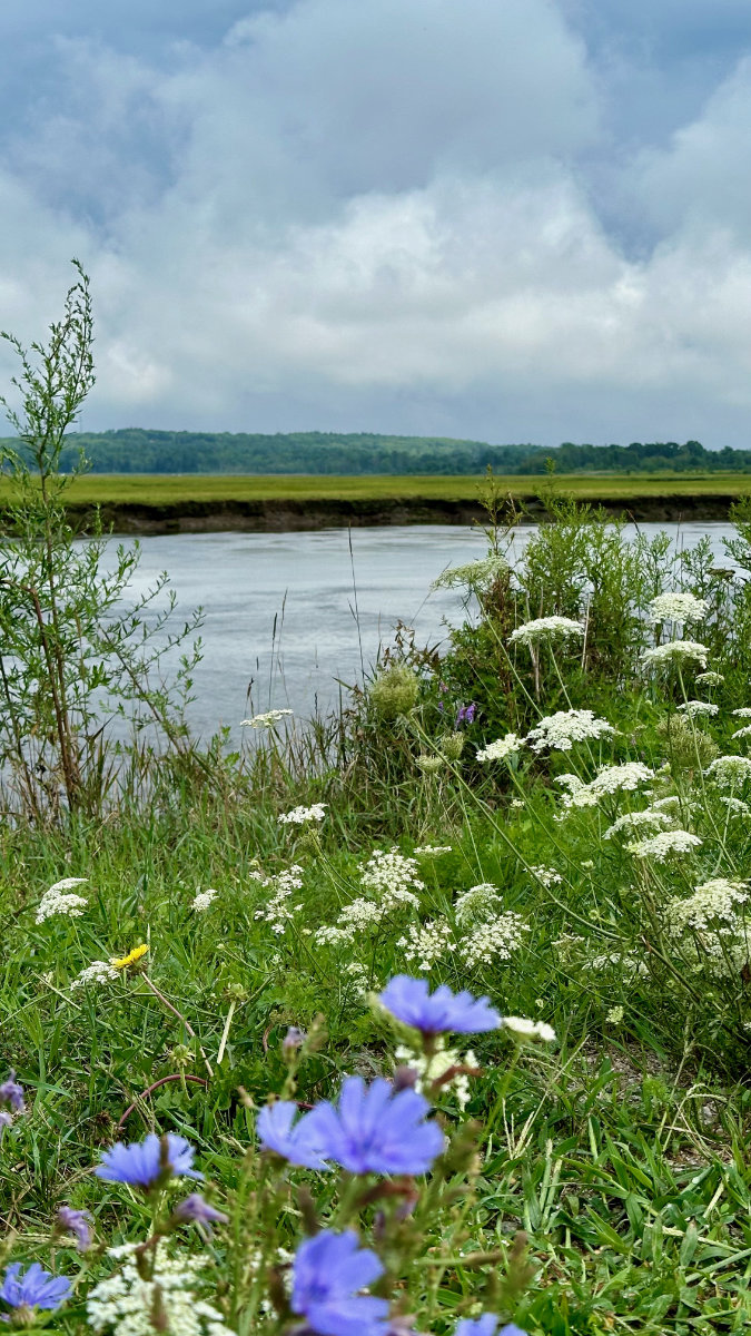 marsh wild flowers maine