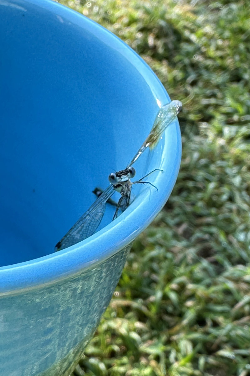 wet dragonfly in maine