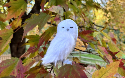 The Sleepy Snowy Owl