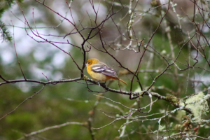 Baltimore Oriole in Maine