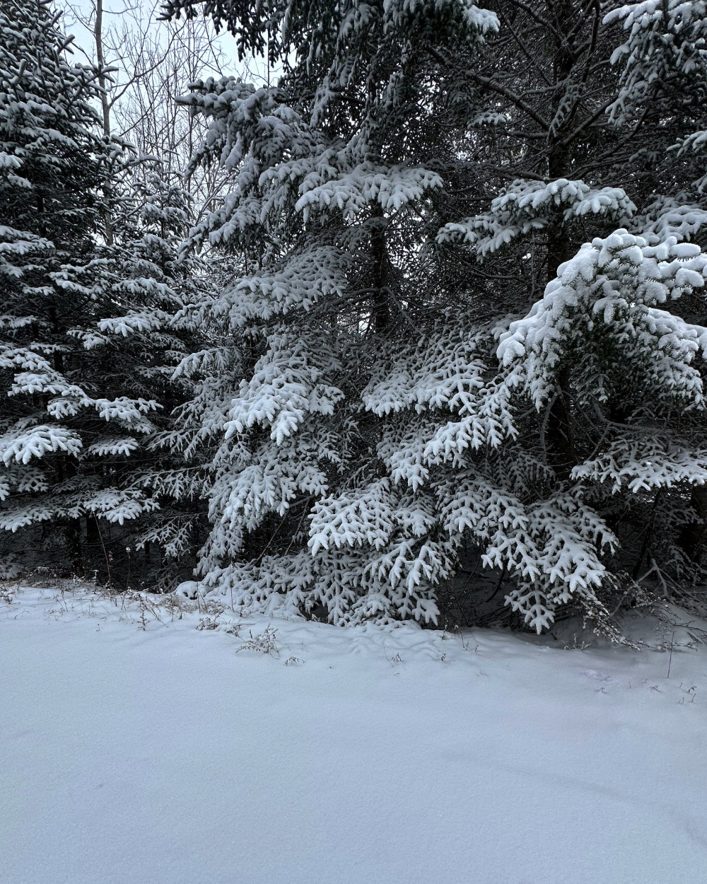 snowy patterns