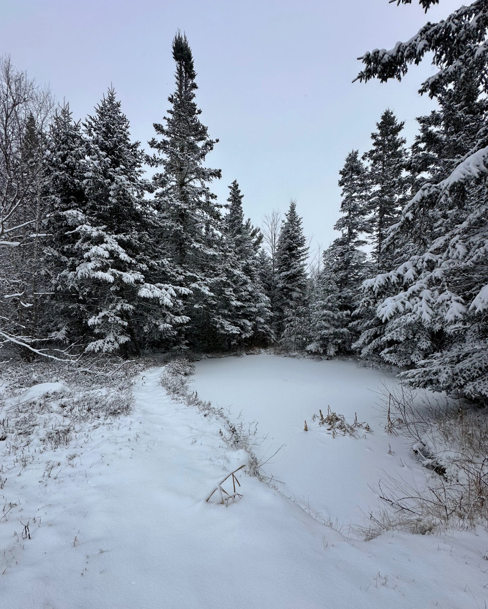 frozen pond