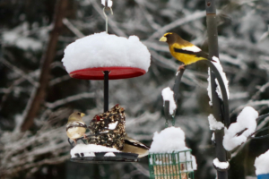 Evening Grosbeaks