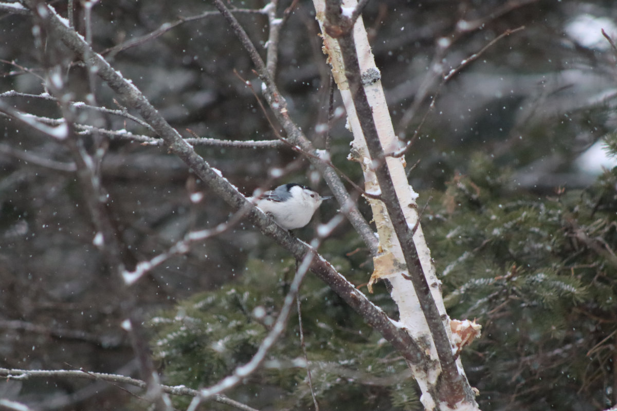 nuthatch tree