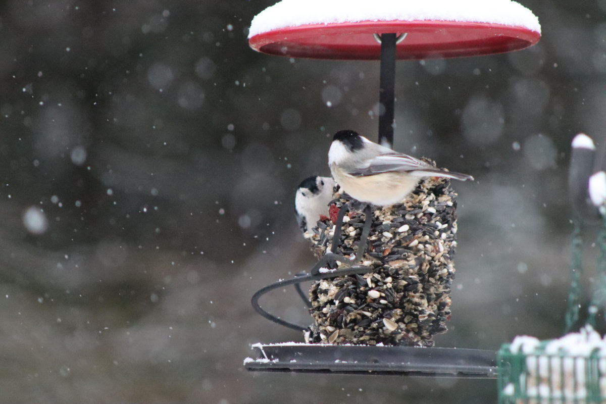 white breasted nuthatch  and black capped chickadee