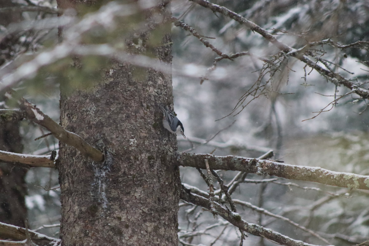 nuthatch woods