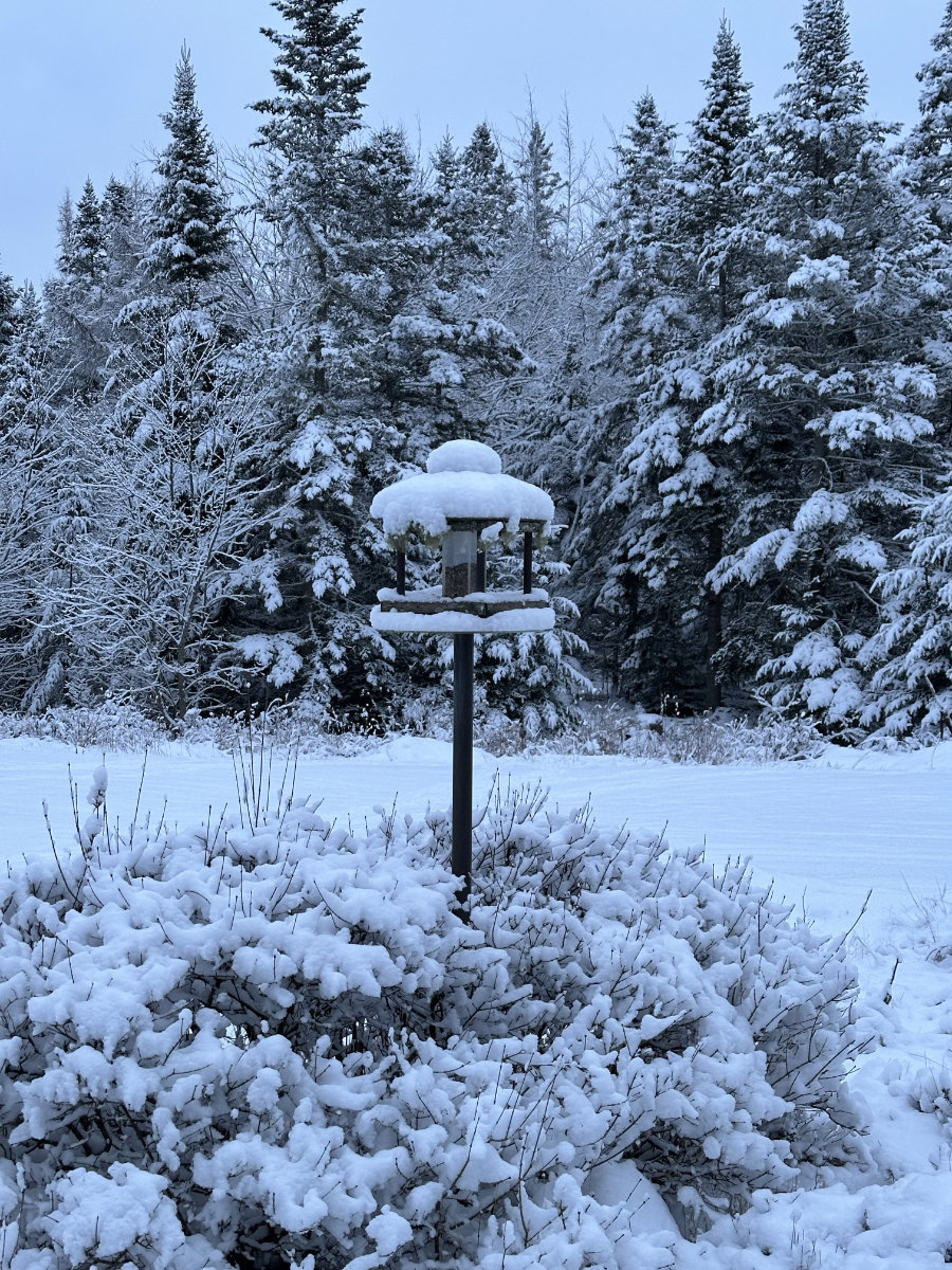 snowy feeder