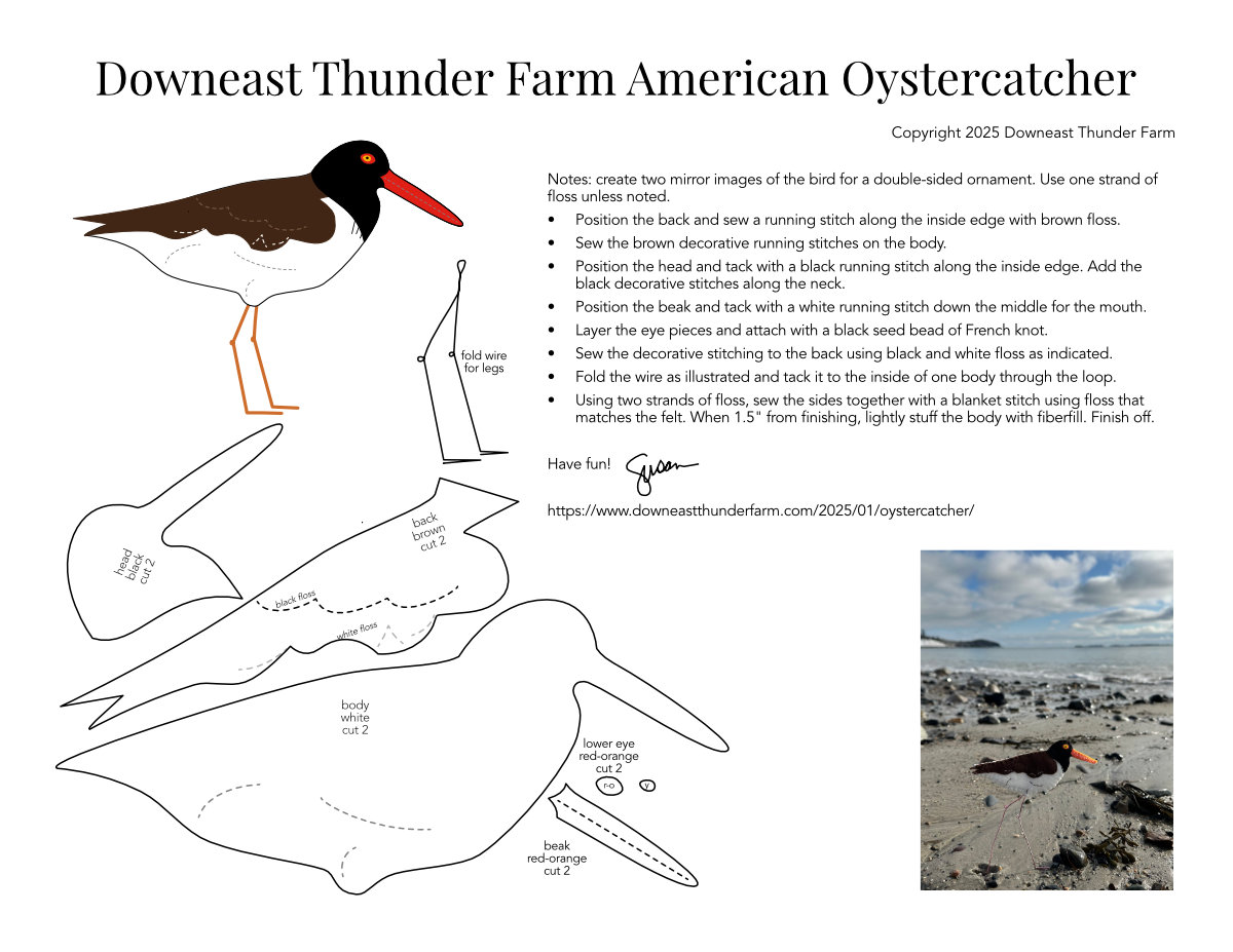 American Oystercatcher