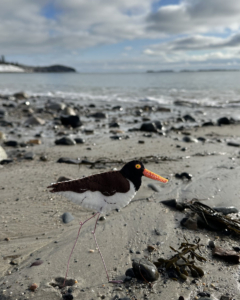 free oystercatcher felt ornament pattern