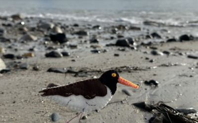 The Bold American Oystercatcher