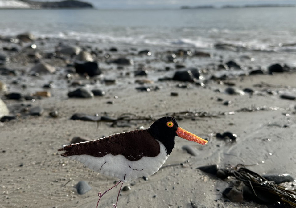 The Bold American Oystercatcher