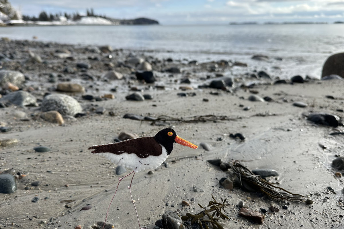 free shore bird, felt oystercatcher pattern