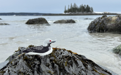 The Territorial Pacific Loon