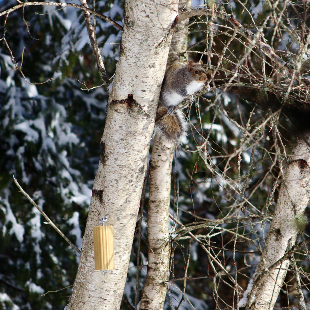 squirrel feeder